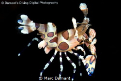 An amazing creature the Harlequin Shrimp is a riot of col... by Marc Damant 
